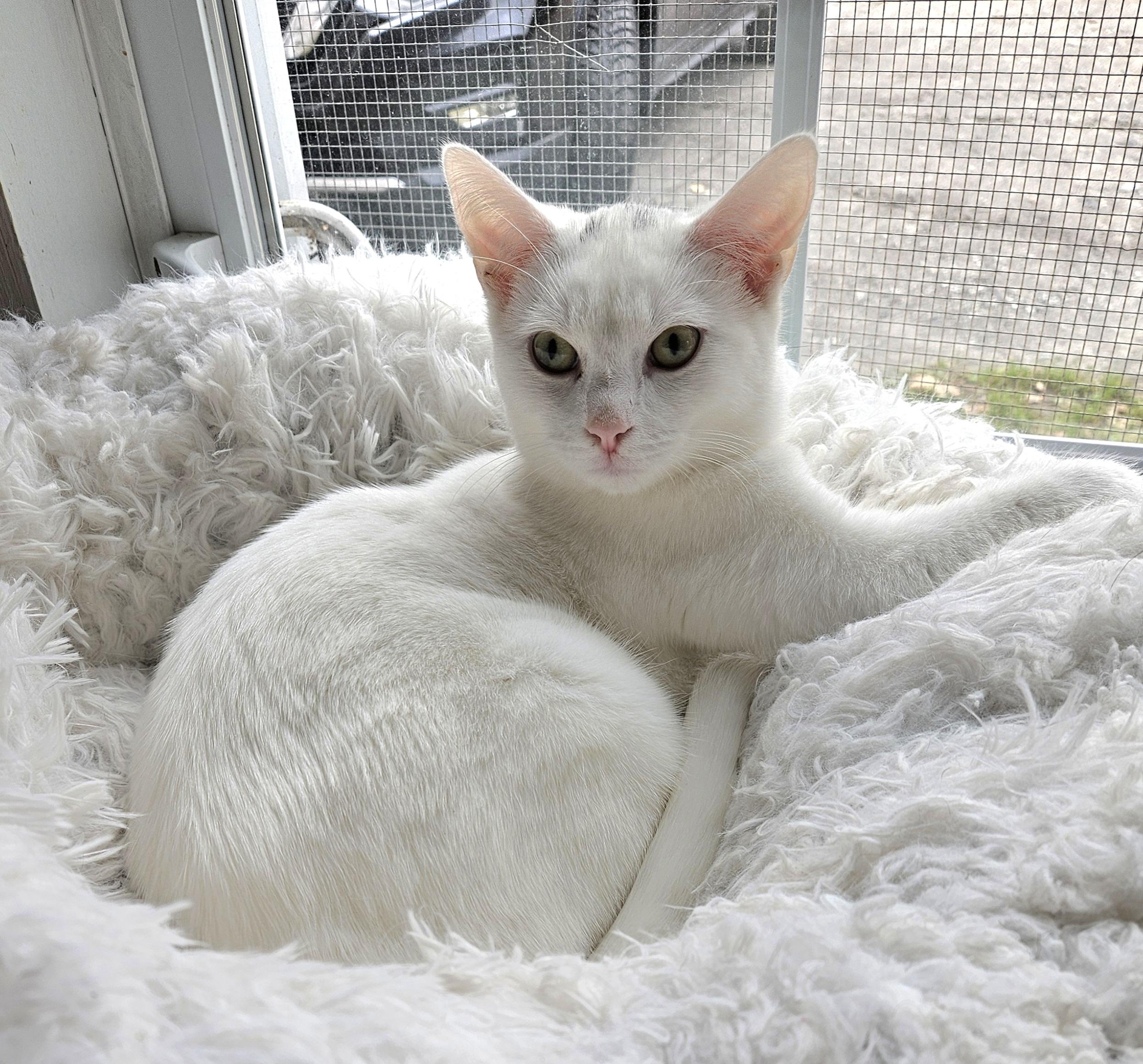 Pippin, Adoptable, Young Male Domestic Short Hair.