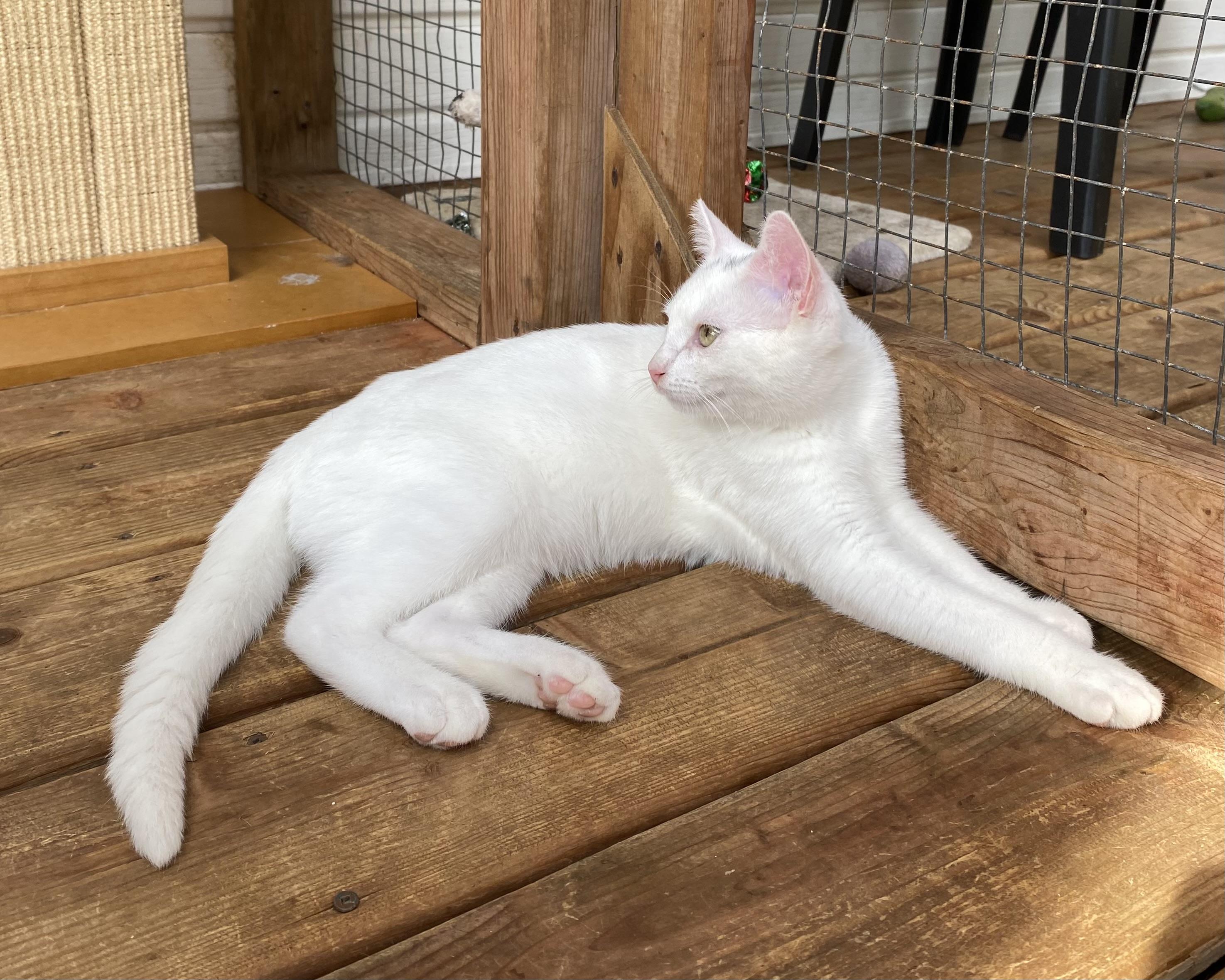 Pippin, a Adoptable Domestic Short Hair in Stanstead, QC image 3/6