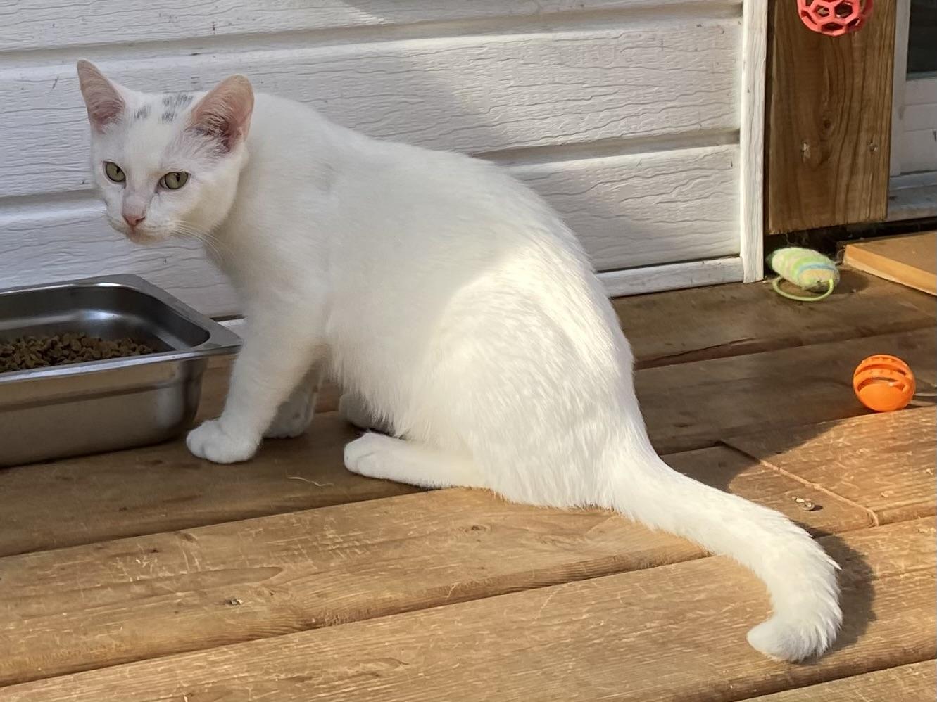 Pippin, a Adoptable Domestic Short Hair in Stanstead, QC image 4/6