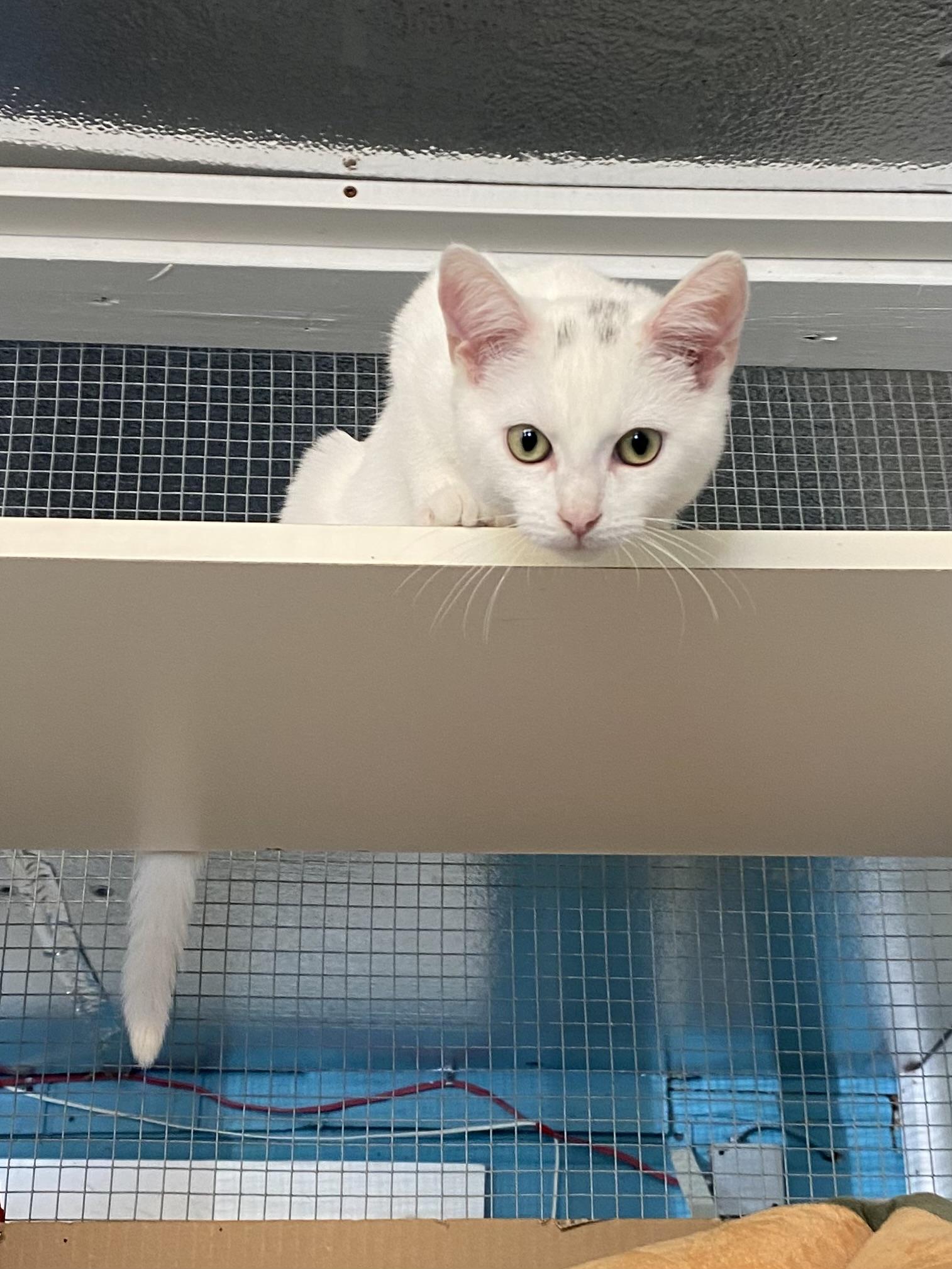 Pippin, Adoptable, Young Male Domestic Short Hair.