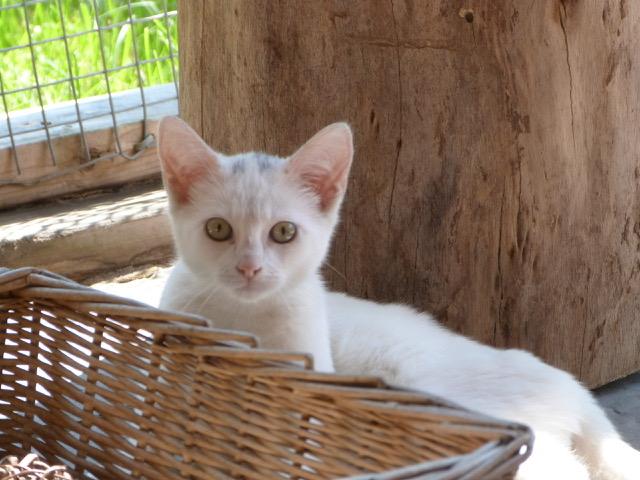 Pippin, a Adoptable Domestic Short Hair in Stanstead, QC image 5/6