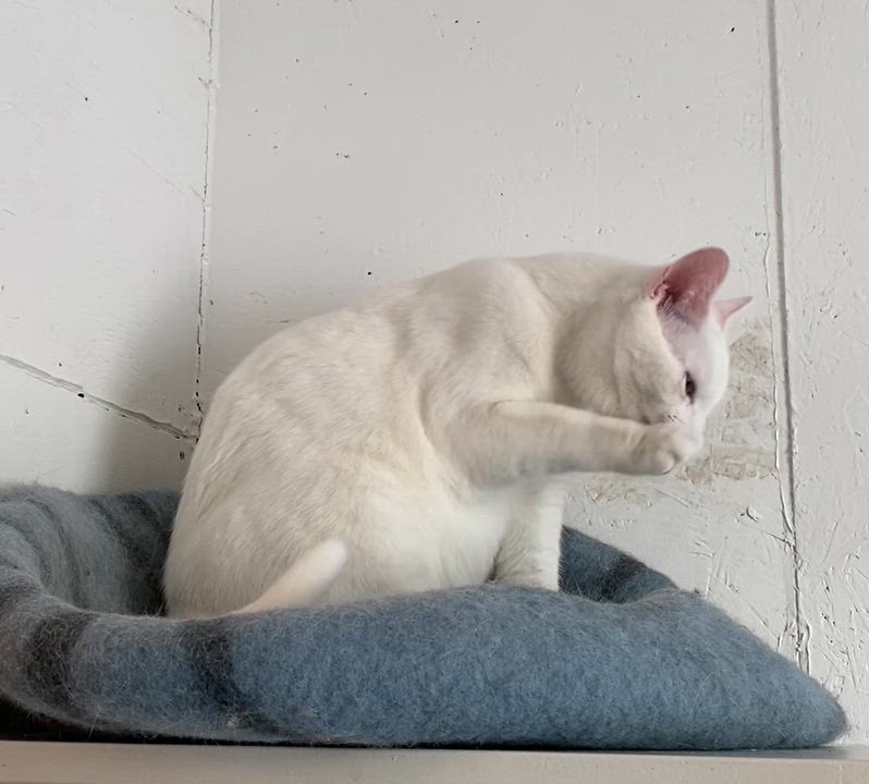 Enlarge Pippin, a Adoptable Domestic Short Hair in Stanstead, QC video 2/5