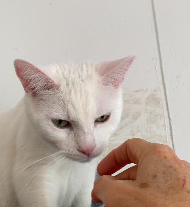 Enlarge Pippin, a Adoptable Domestic Short Hair in Stanstead, QC video 3/5