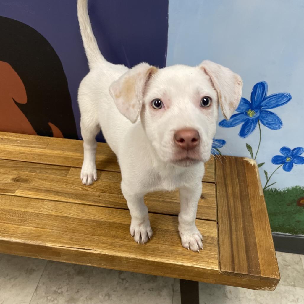 Porsche — thumbnail 2