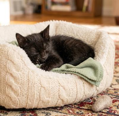 Arlie, a ADOPTABLE American Shorthair in Union City, NJ image 5/6