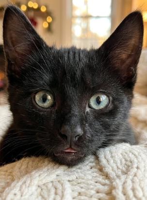 Arlie, a ADOPTABLE American Shorthair in Union City, NJ image 6/6