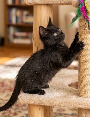 Arlie, a ADOPTABLE American Shorthair in Union City, NJ image 4/6
