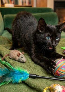 Arlie, ADOPTABLE, Young Male American Shorthair.