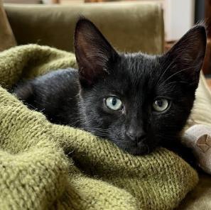 Arlie, a ADOPTABLE American Shorthair in Union City, NJ image 2/6