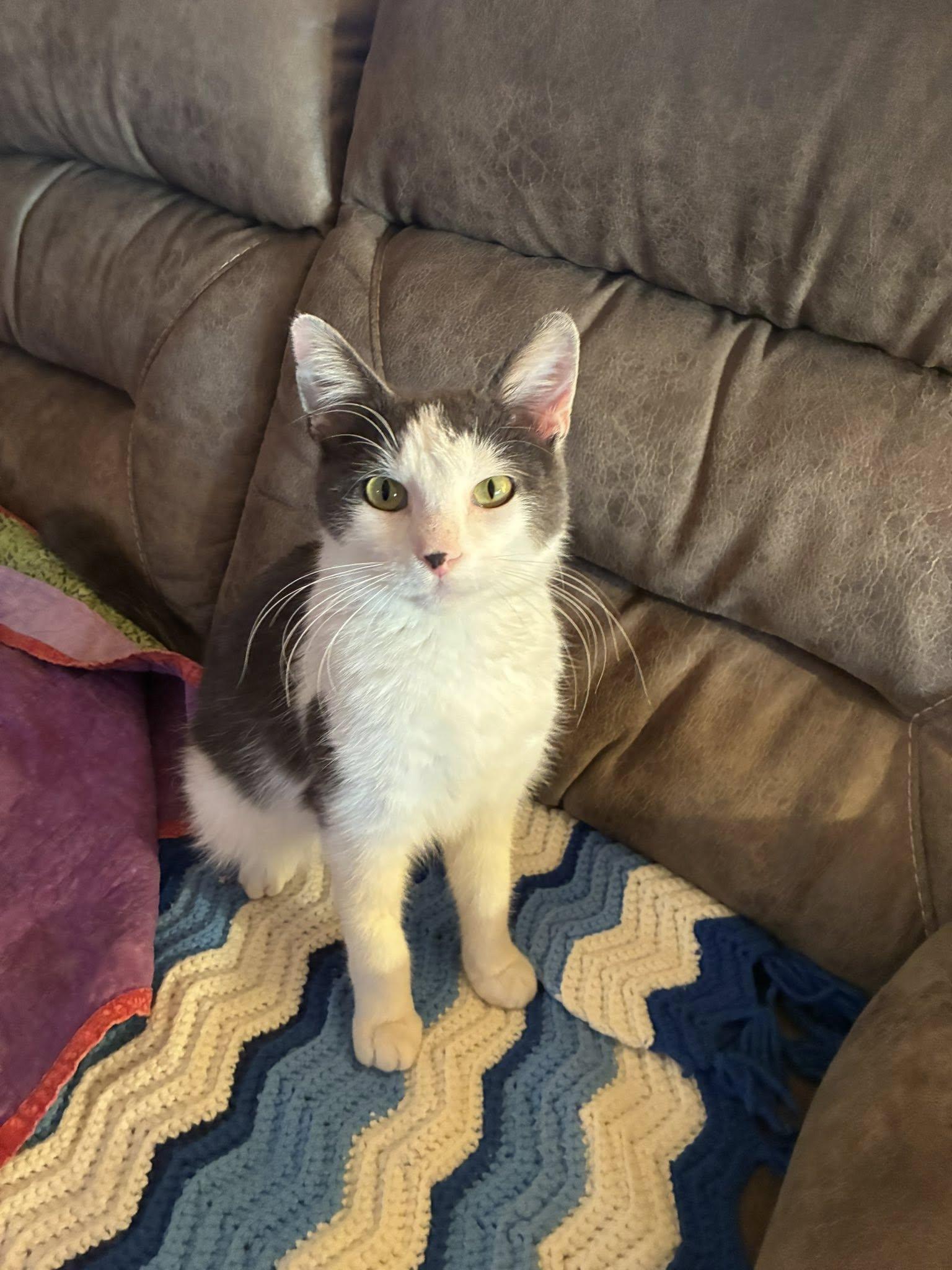 Enlarge Squirt, an adopted Domestic Short Hair in Shakopee, MN image 2/4