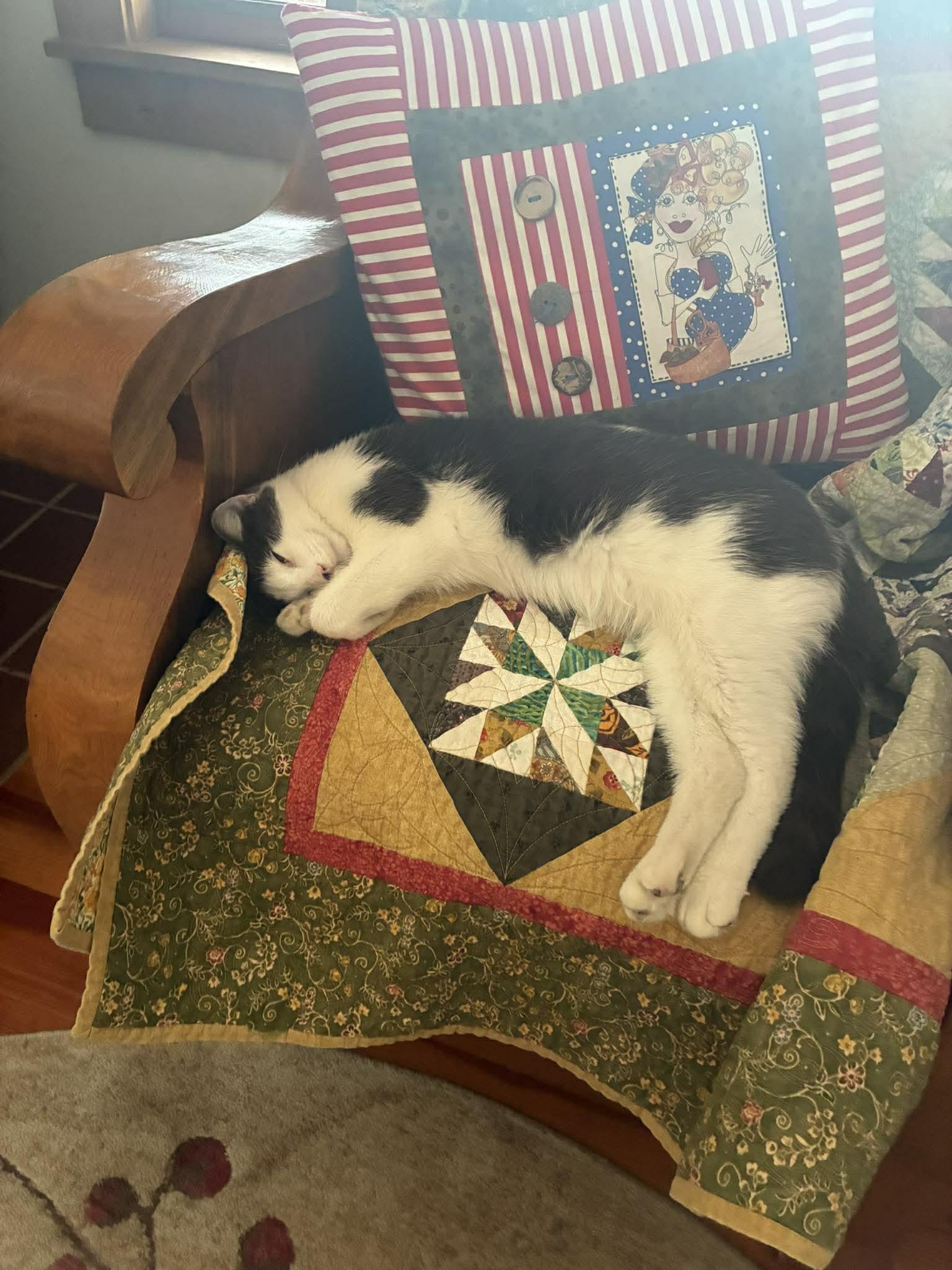 Enlarge Squirt, an adopted Domestic Short Hair in Shakopee, MN image 1/4