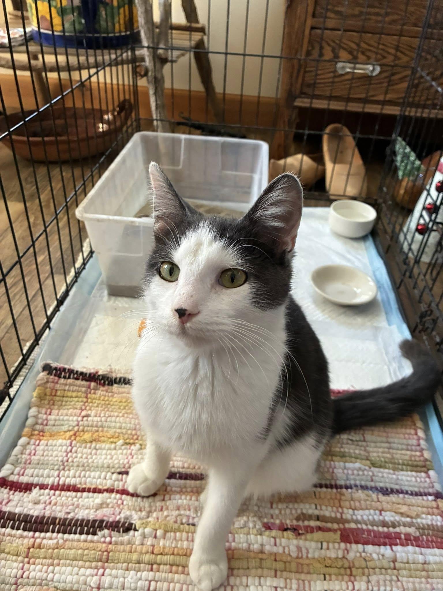 Enlarge Squirt, an adopted Domestic Short Hair in Shakopee, MN image 3/4