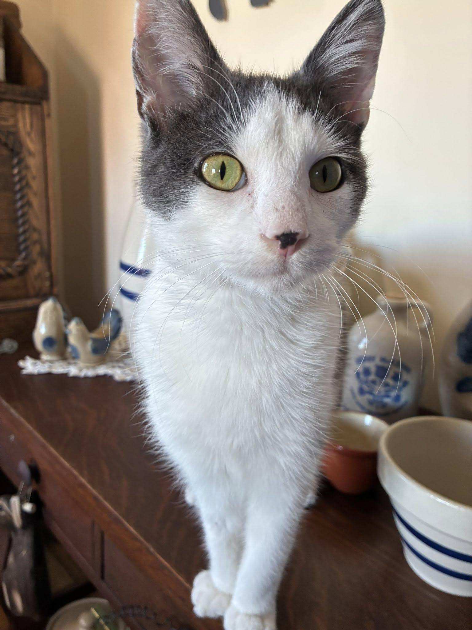 Enlarge Squirt, an adopted Domestic Short Hair in Shakopee, MN image 4/4