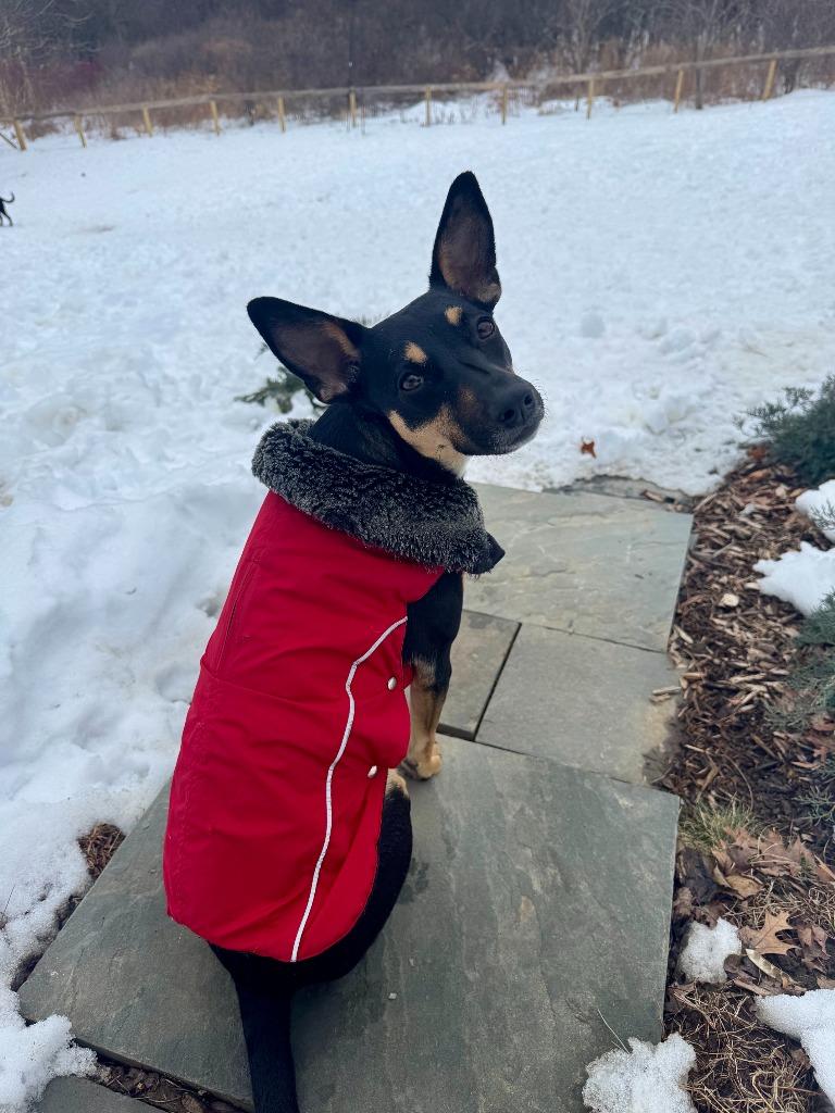 Edie, Adoptable, Young Female Mixed Breed.