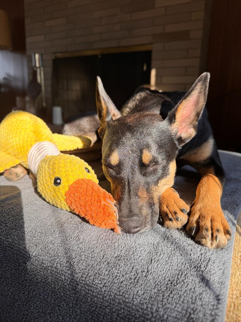 Enlarge Edie, a Adoptable mixed breed in Hudson, NY image 2/5