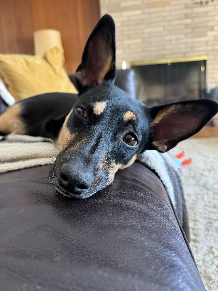 Enlarge Edie, a Adoptable mixed breed in Hudson, NY image 3/5