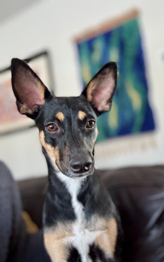 Enlarge Edie, a Adoptable mixed breed in Hudson, NY image 4/5