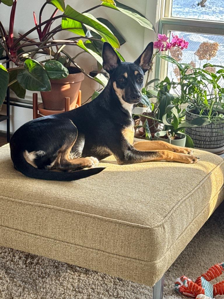 Enlarge Edie, a Adoptable mixed breed in Hudson, NY image 5/5