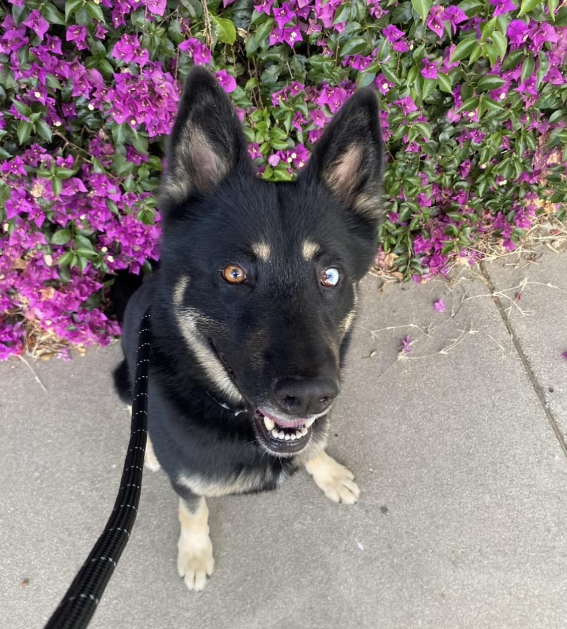 Enlarge Knight, a ADOPTABLE mixed breed in Van Nuys, CA image 1/4