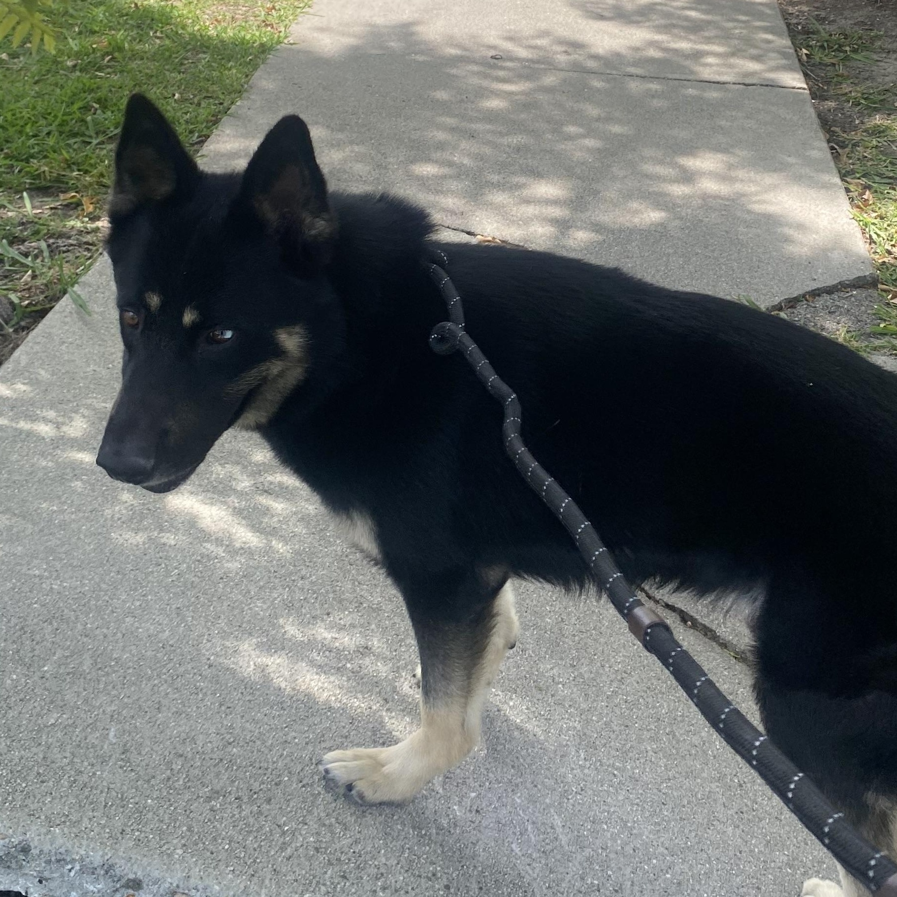 Enlarge Knight, a ADOPTABLE mixed breed in Van Nuys, CA image 2/4