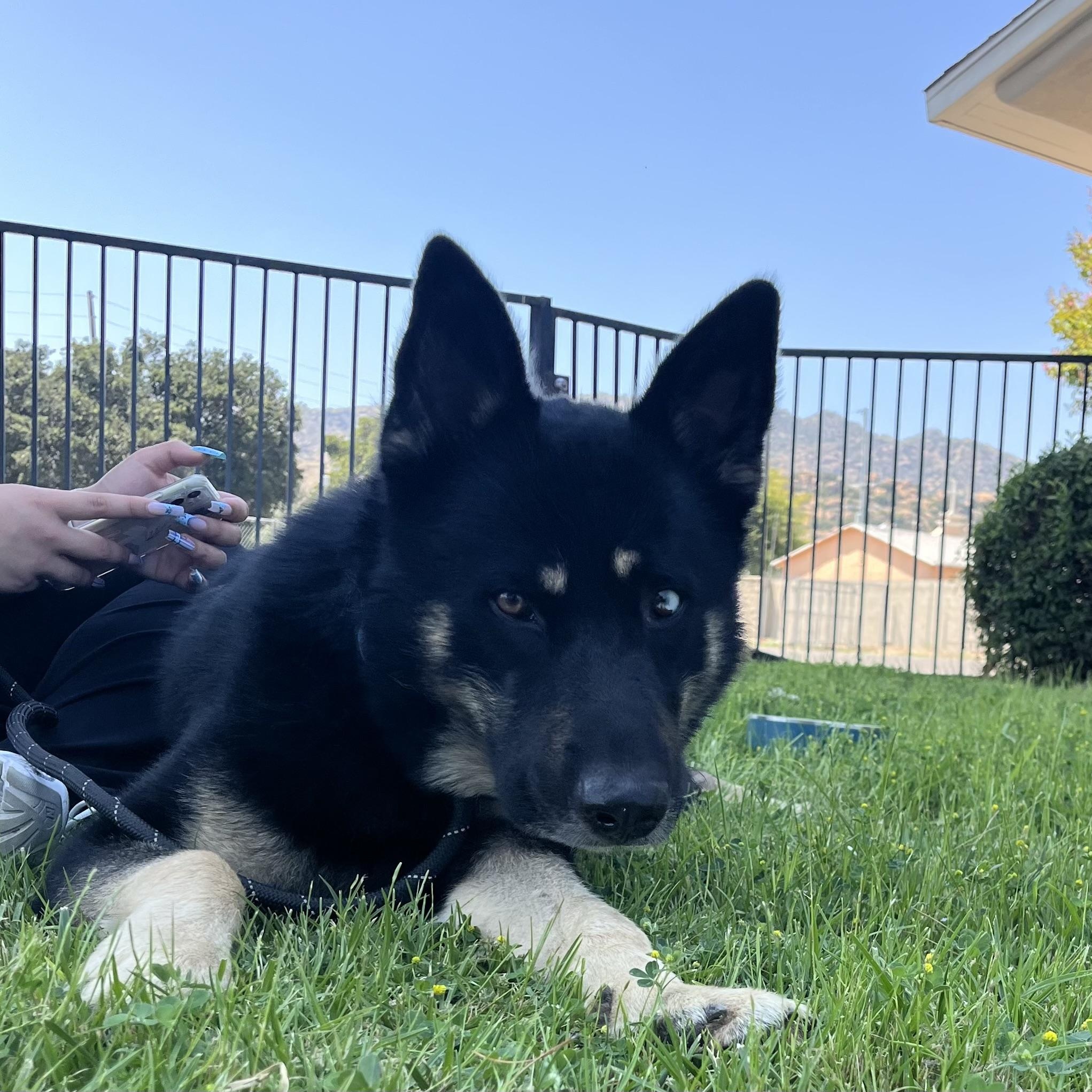 Enlarge Knight, a ADOPTABLE mixed breed in Van Nuys, CA image 3/4