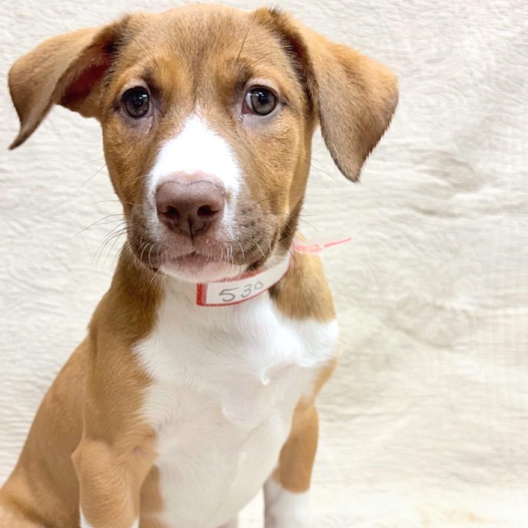 530 (2026) Penny, Adoptable, Puppy Female Anatolian Shepherd & Mixed Breed.