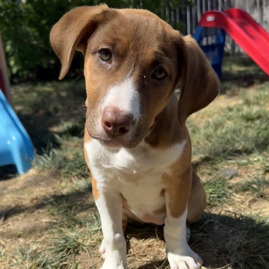 Enlarge 530 (2026) Penny, a Adoptable mixed breed in Parker, CO image 4/6