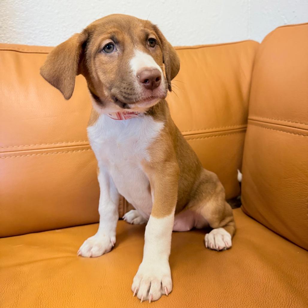Enlarge 530 (2026) Penny, a Adoptable mixed breed in Parker, CO image 5/6
