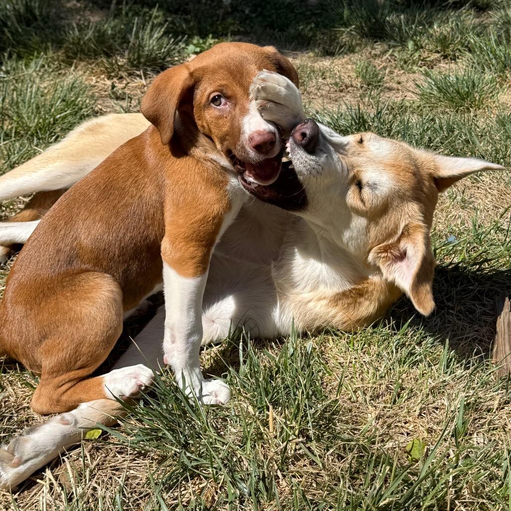 Enlarge 530 (2026) Penny, a Adoptable mixed breed in Parker, CO image 6/6