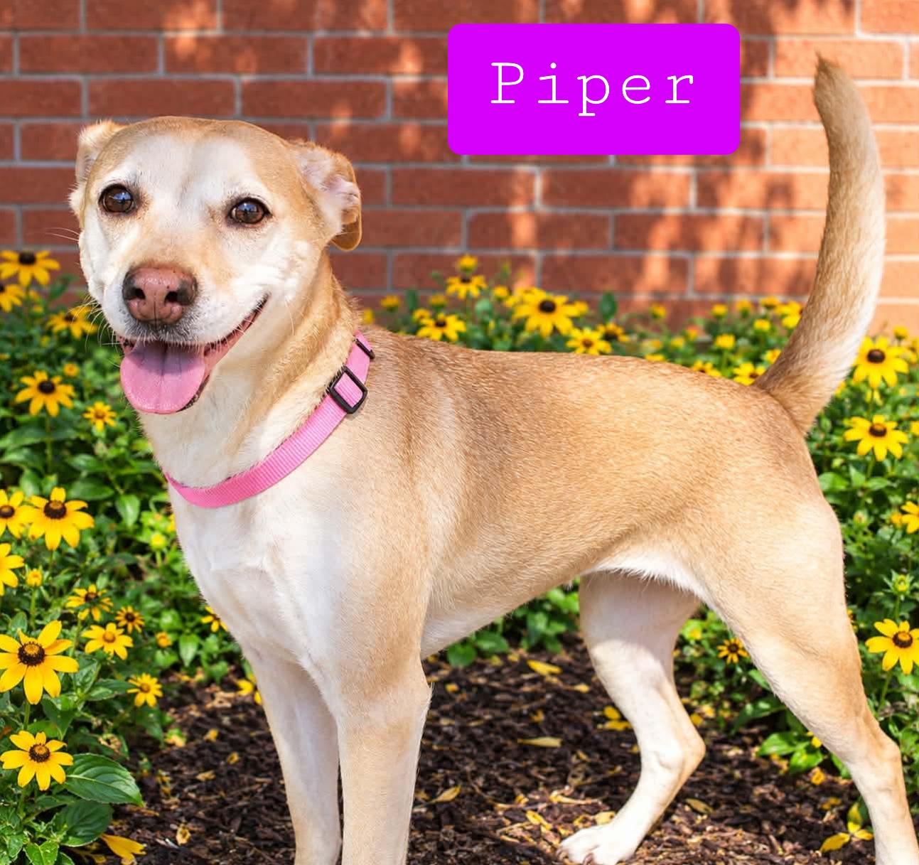Piper , Adoptable, Adult Female Mixed Breed.