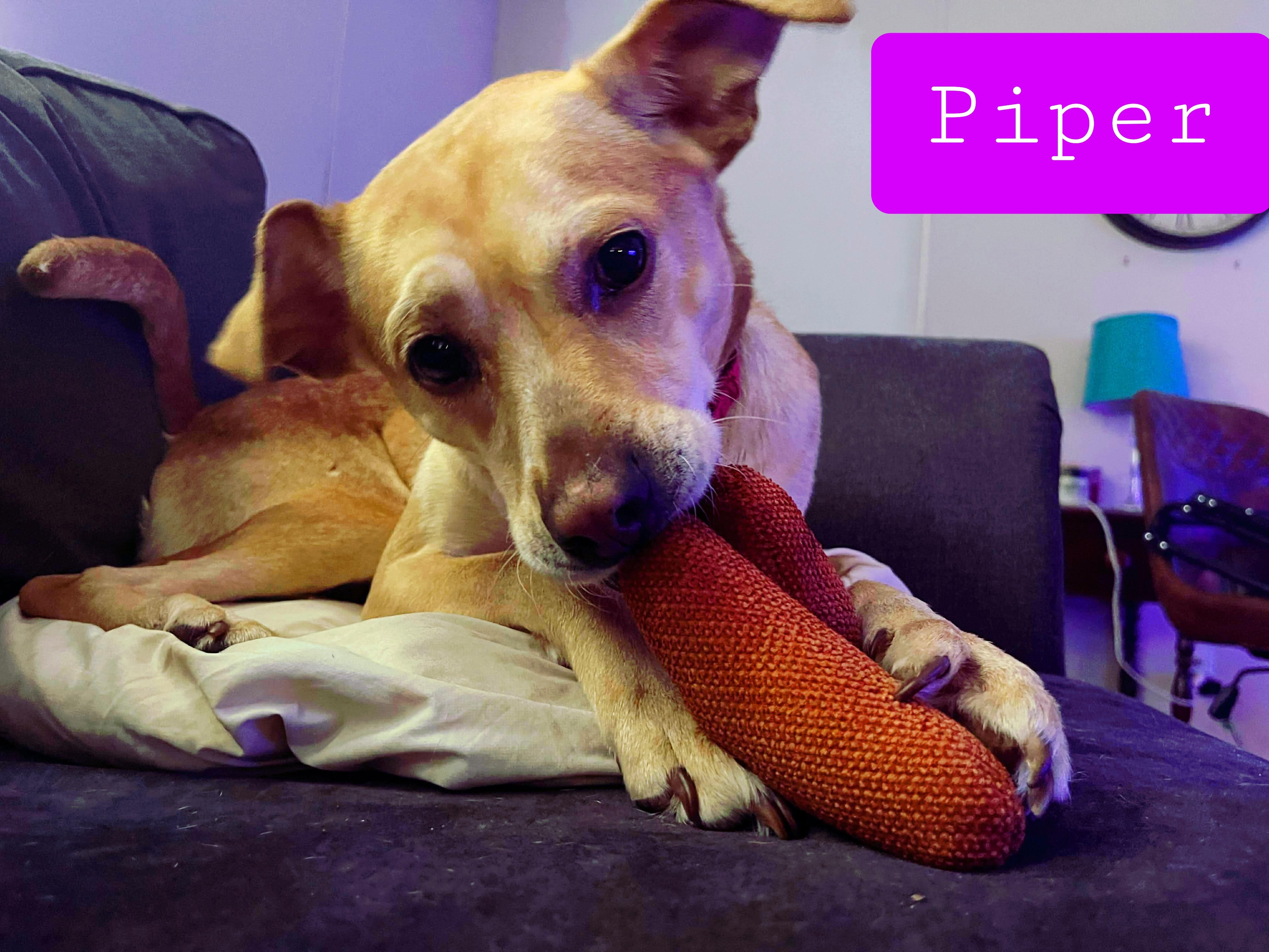 Enlarge Piper , a ADOPTABLE mixed breed in Stockbridge, GA image 3/4