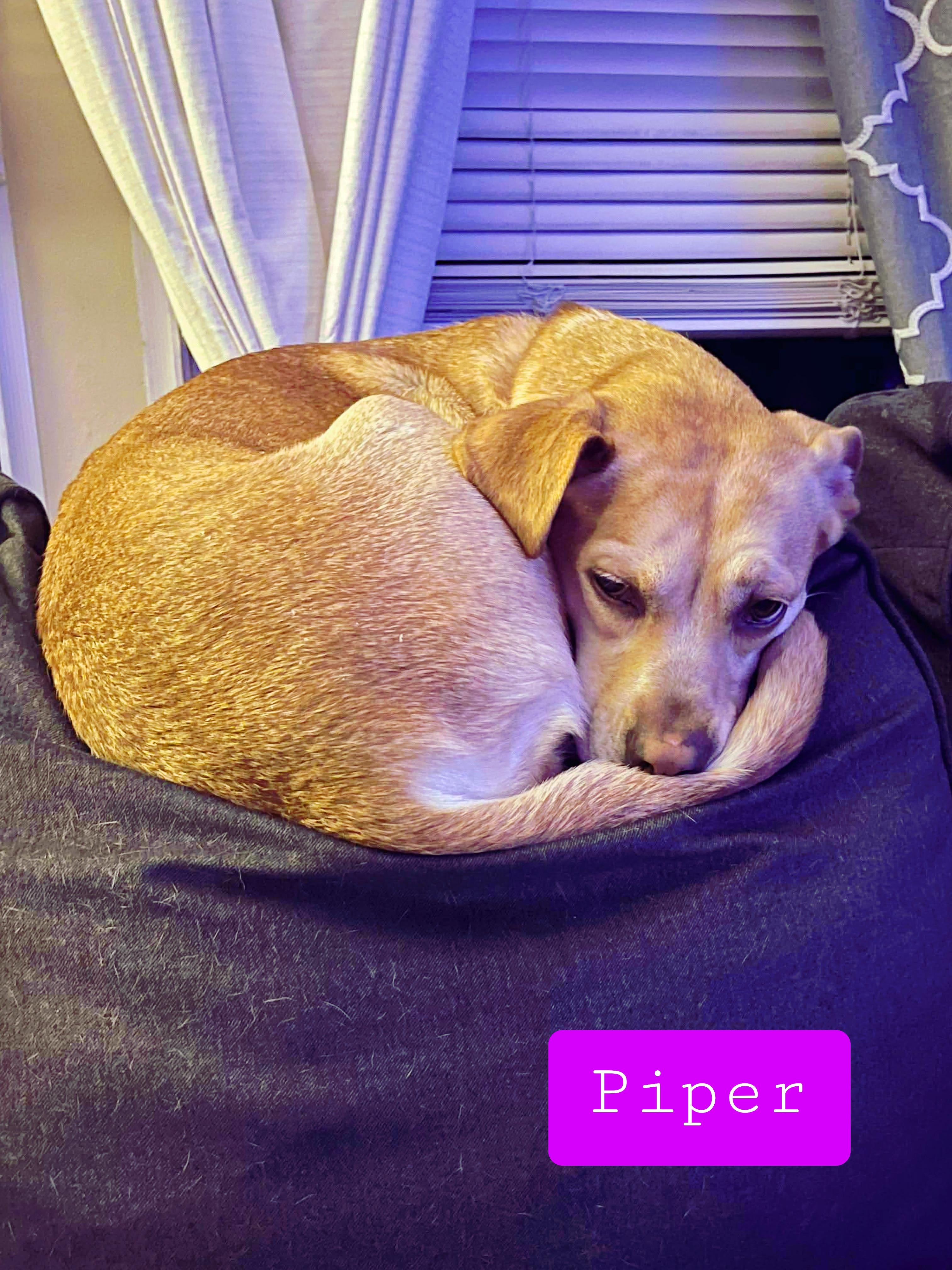 Enlarge Piper , a ADOPTABLE mixed breed in Stockbridge, GA image 2/4