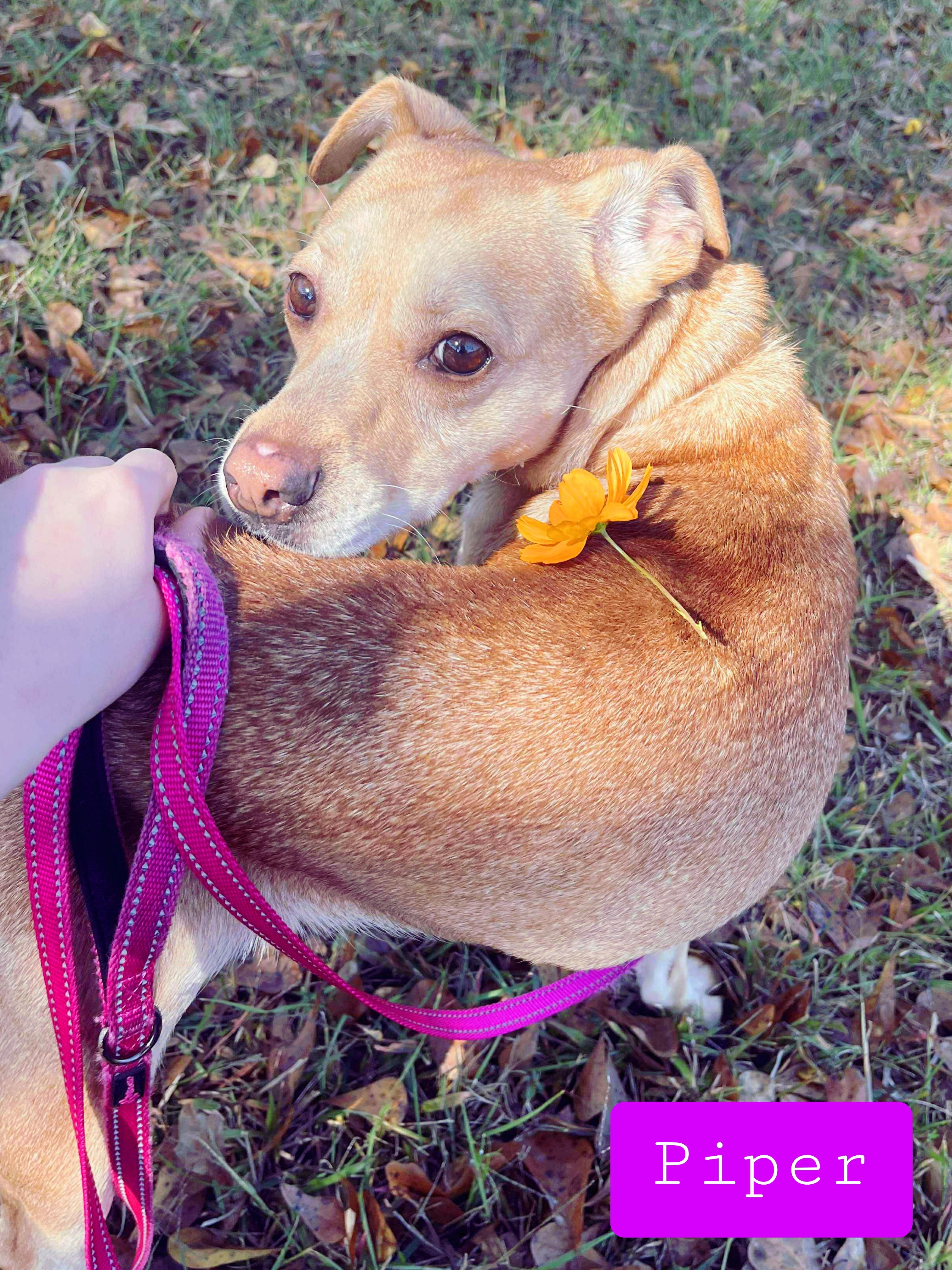 Enlarge Piper , a ADOPTABLE mixed breed in Stockbridge, GA image 4/4