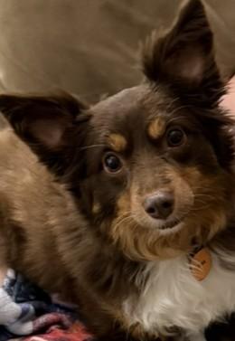 Ciara, an adopted Australian Shepherd in Norwalk, CT image 3/3