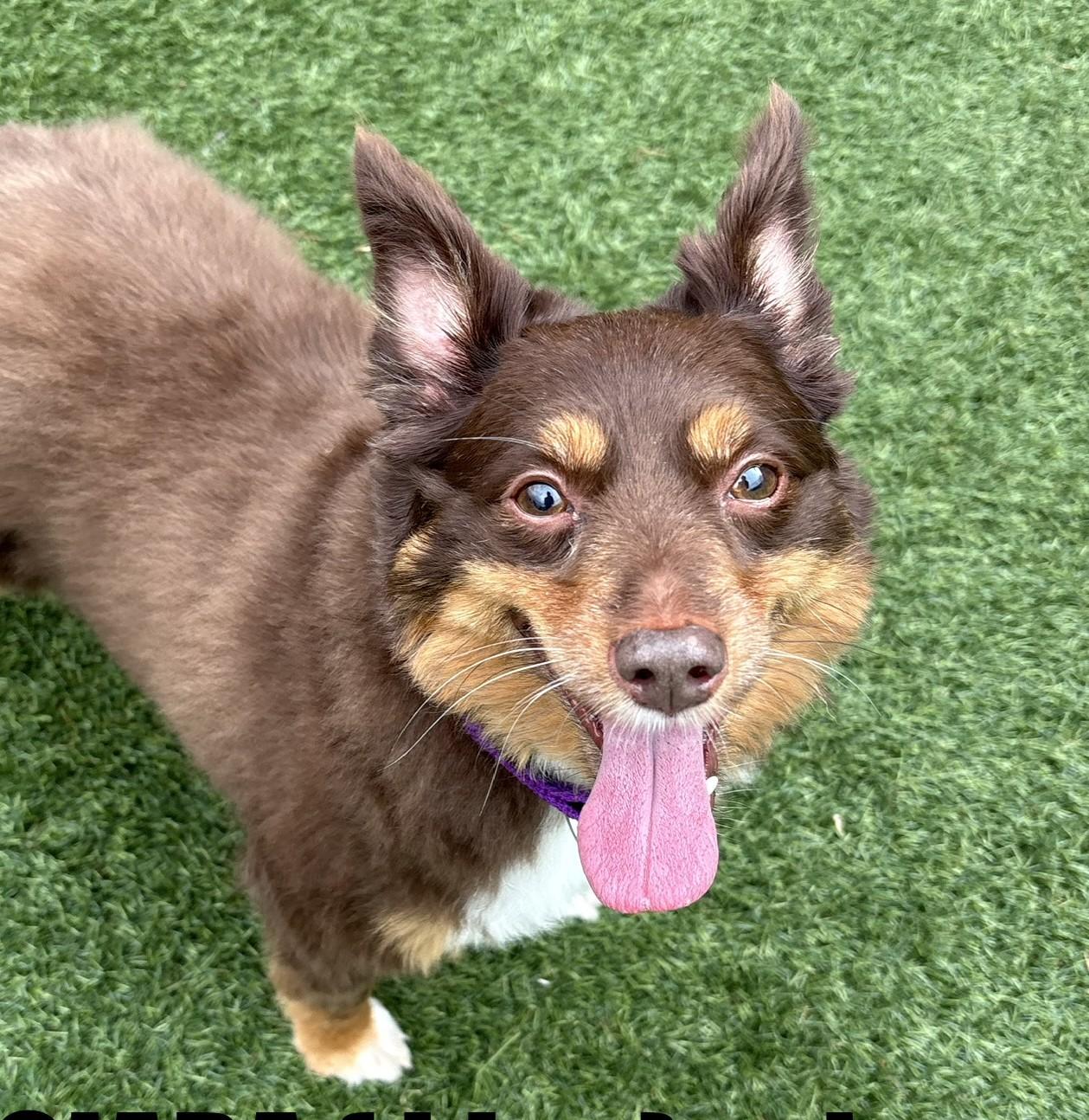 Ciara, an adopted Australian Shepherd in Norwalk, CT image 1/3