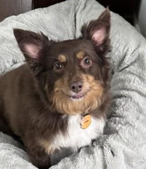 Ciara, an adopted Australian Shepherd in Norwalk, CT image 2/3