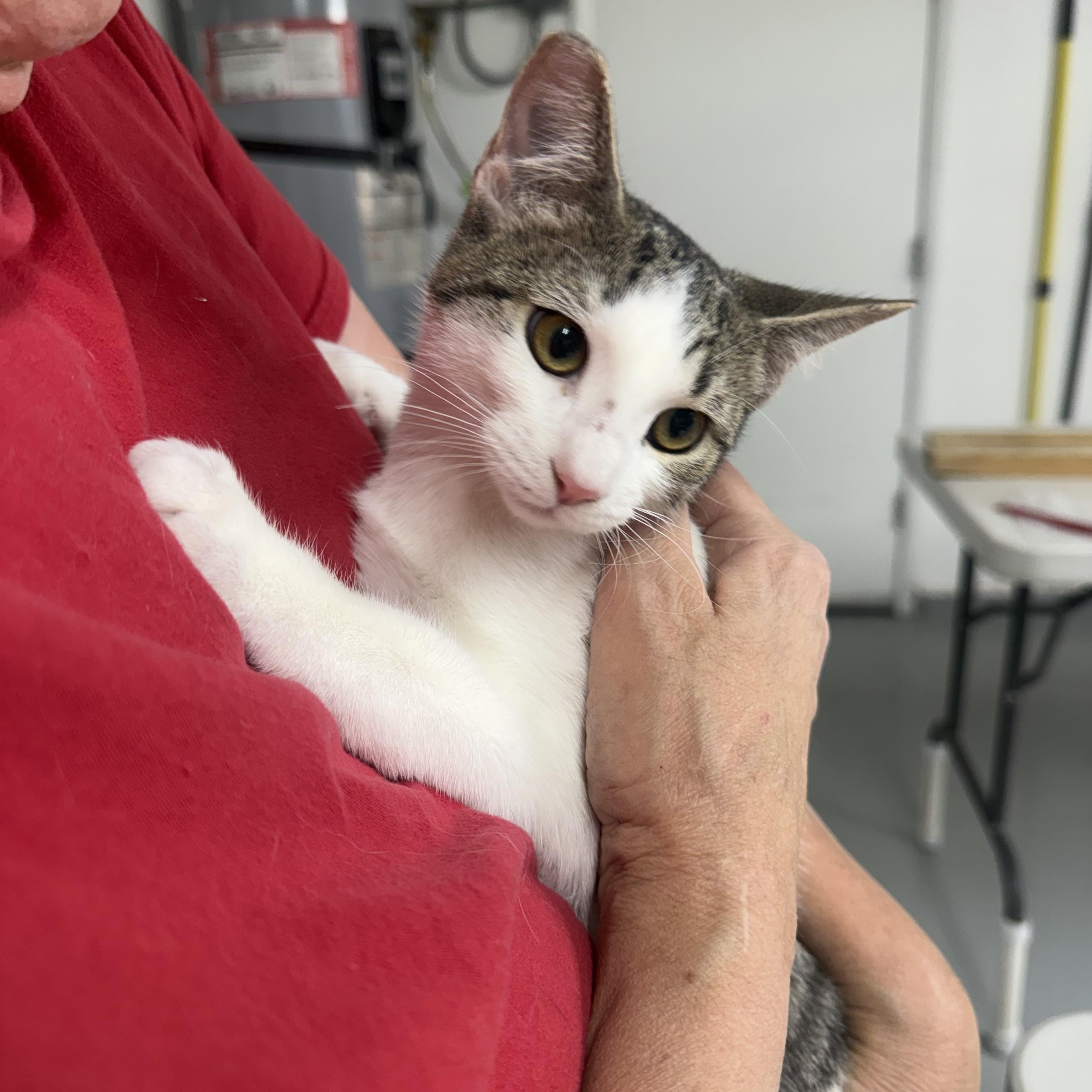 Enlarge Mirror Menace, an adopted Domestic Short Hair in Las Vegas, NV image 1/1