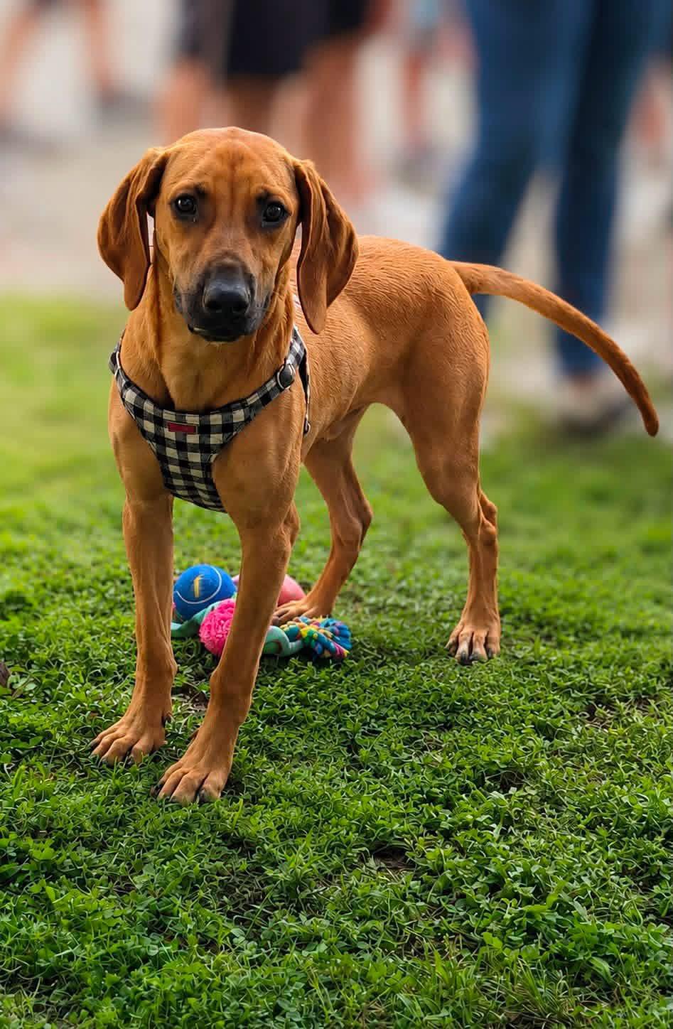 Cash, Adoptable, Young Male Hound.