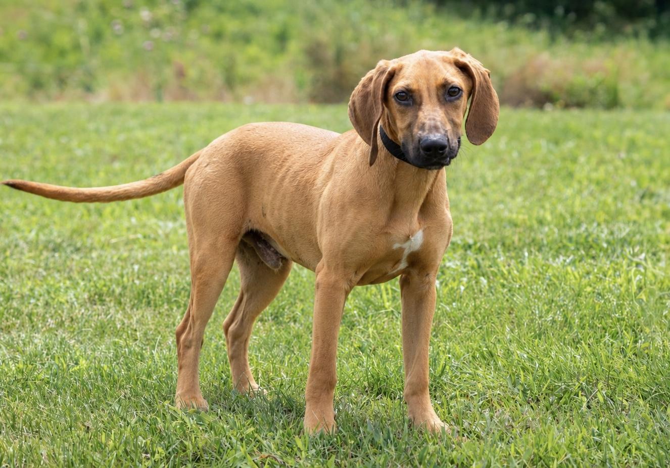Enlarge Cash, a Adoptable mixed breed in Dixon, KY image 2/2