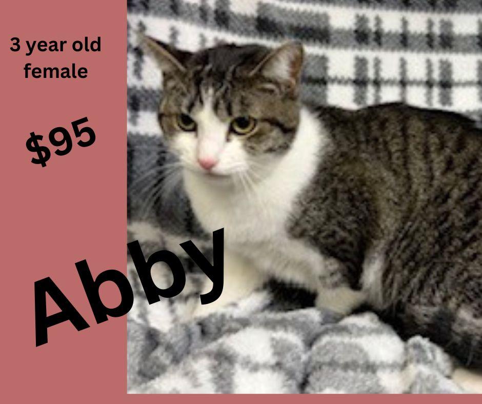 Enlarge Abby, a ADOPTABLE Domestic Short Hair in Decatur, AL image 1/1