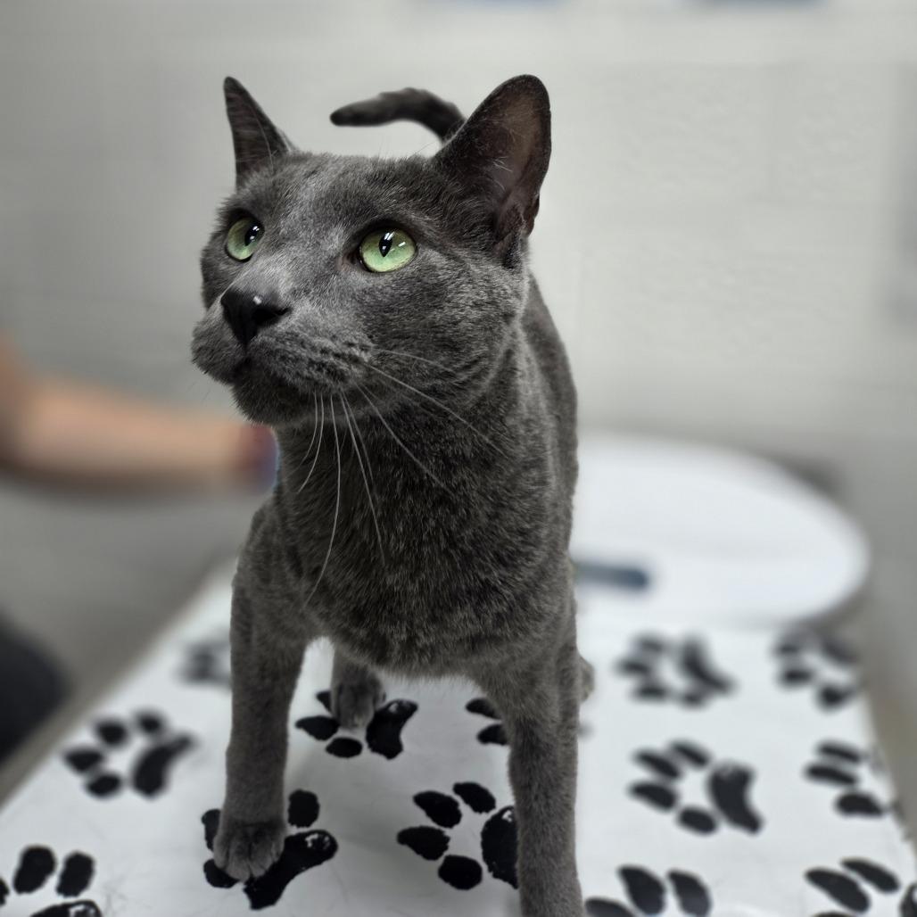 Han, Adoptable, Adult Male Domestic Short Hair.