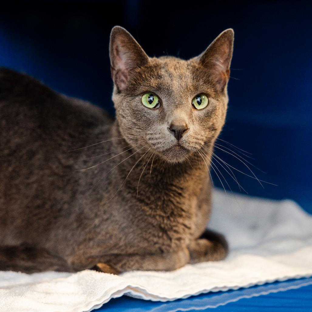 Enlarge Han, a Adoptable Domestic Short Hair in Incline Village, NV image 2/4
