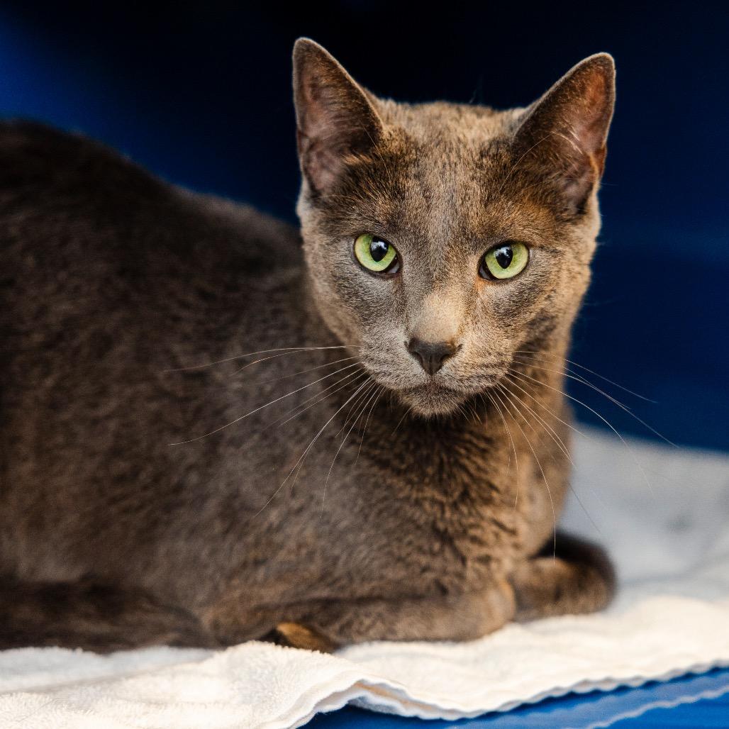 Enlarge Han, a Adoptable Domestic Short Hair in Incline Village, NV image 3/4
