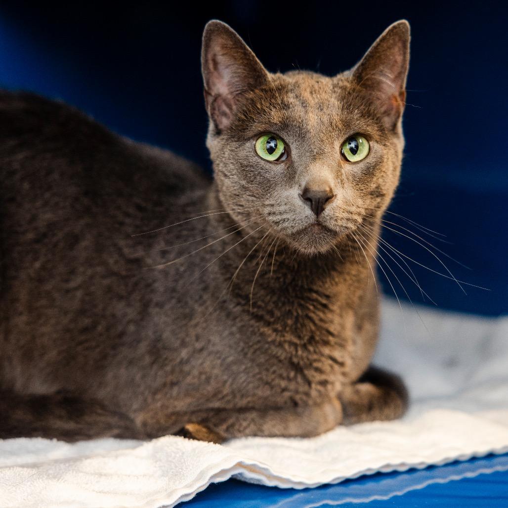 Enlarge Han, a Adoptable Domestic Short Hair in Incline Village, NV image 4/4