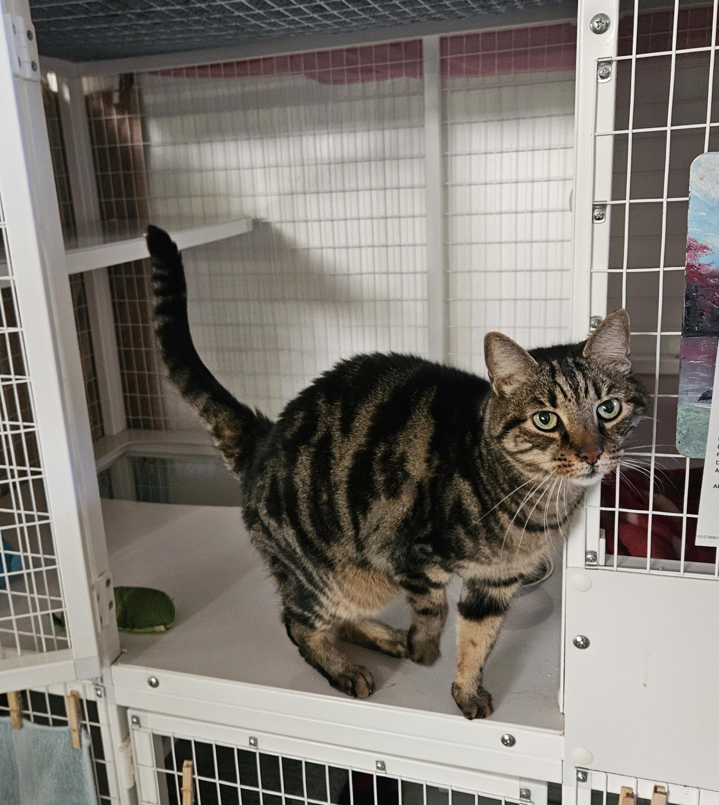 Bernard , adopted, Adult Male Domestic Short Hair.