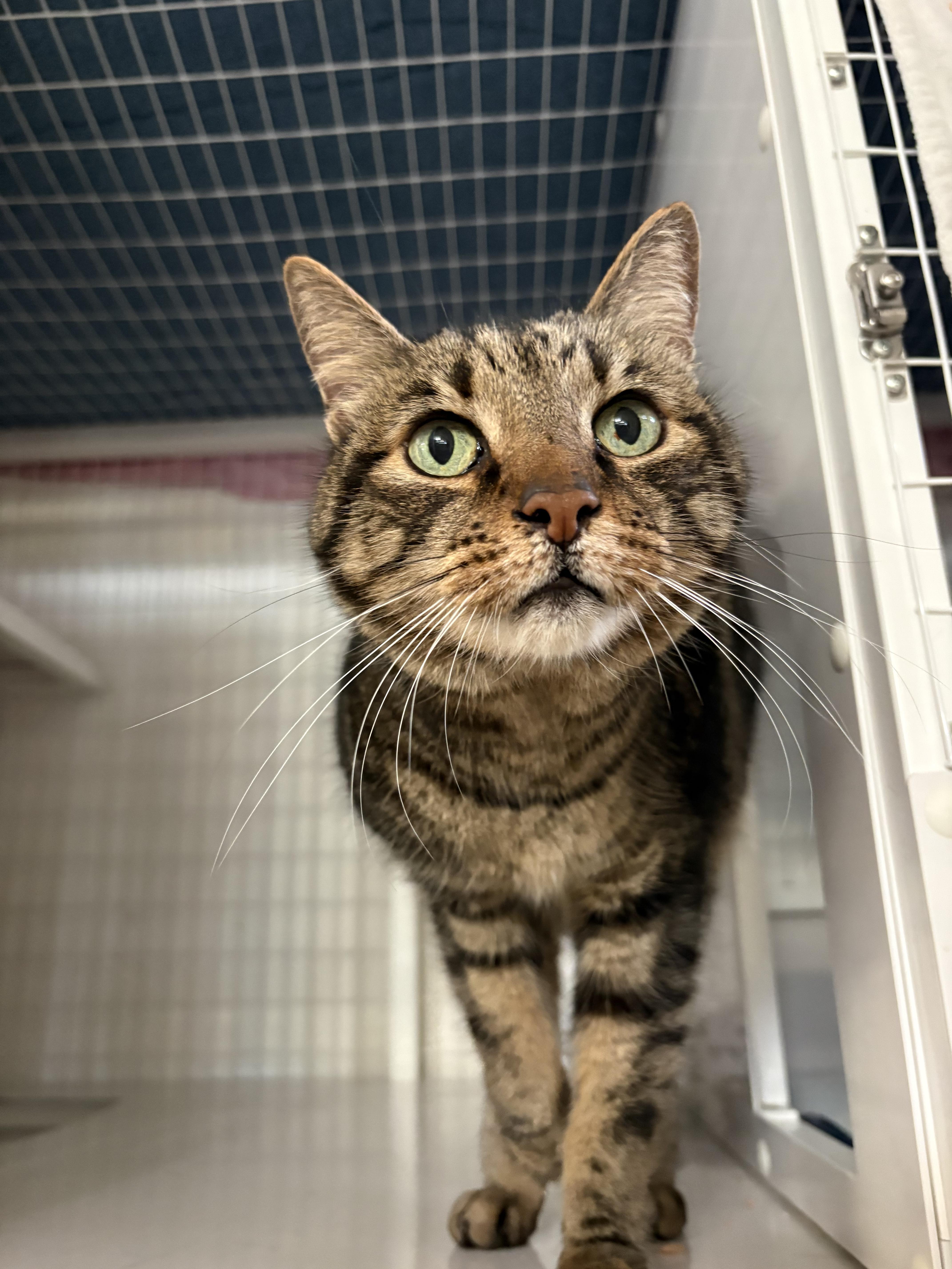 Enlarge Bernard , an adopted Domestic Short Hair in Melbourne, FL image 2/2