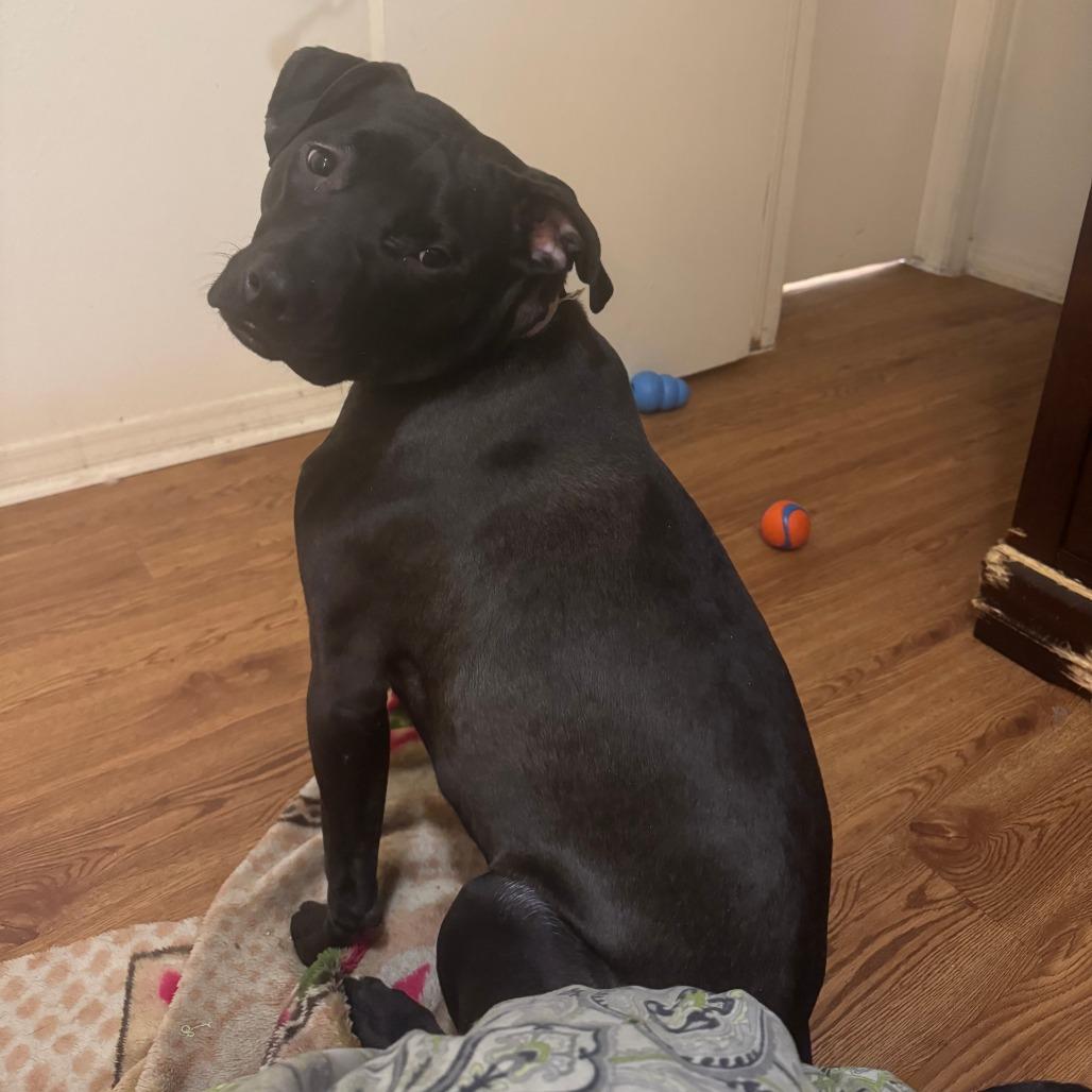 Terry's Orange — thumbnail 2