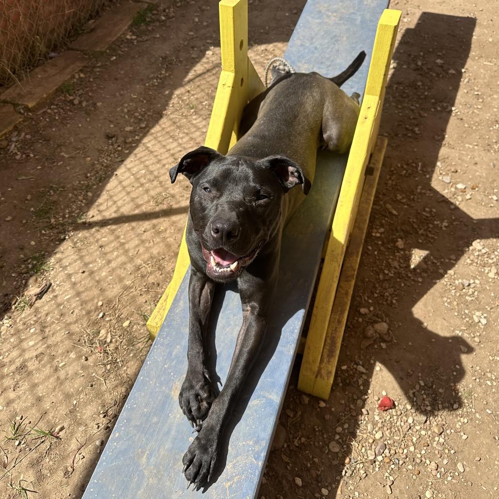 Terry's Orange — thumbnail 3