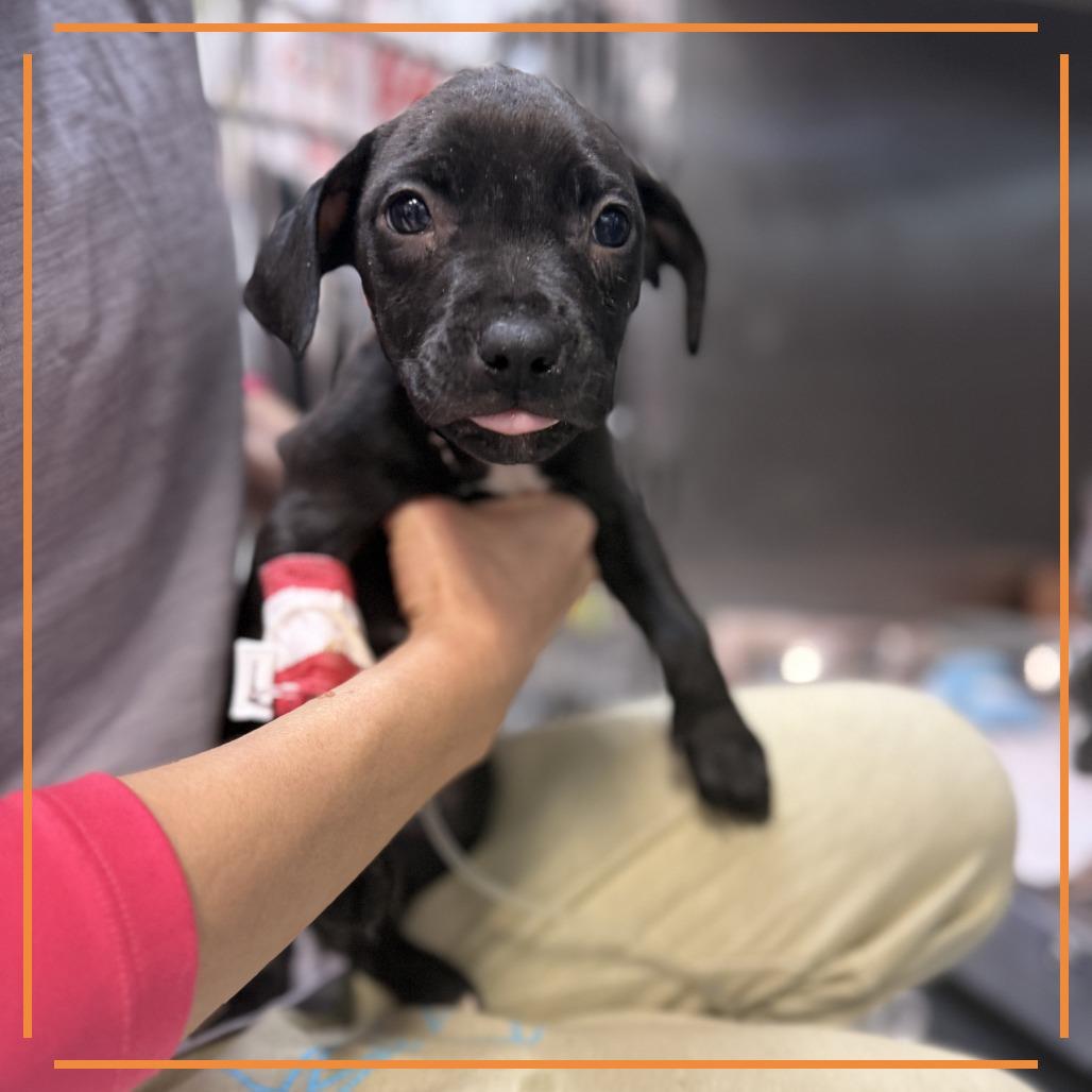 Terry's Orange — thumbnail 4