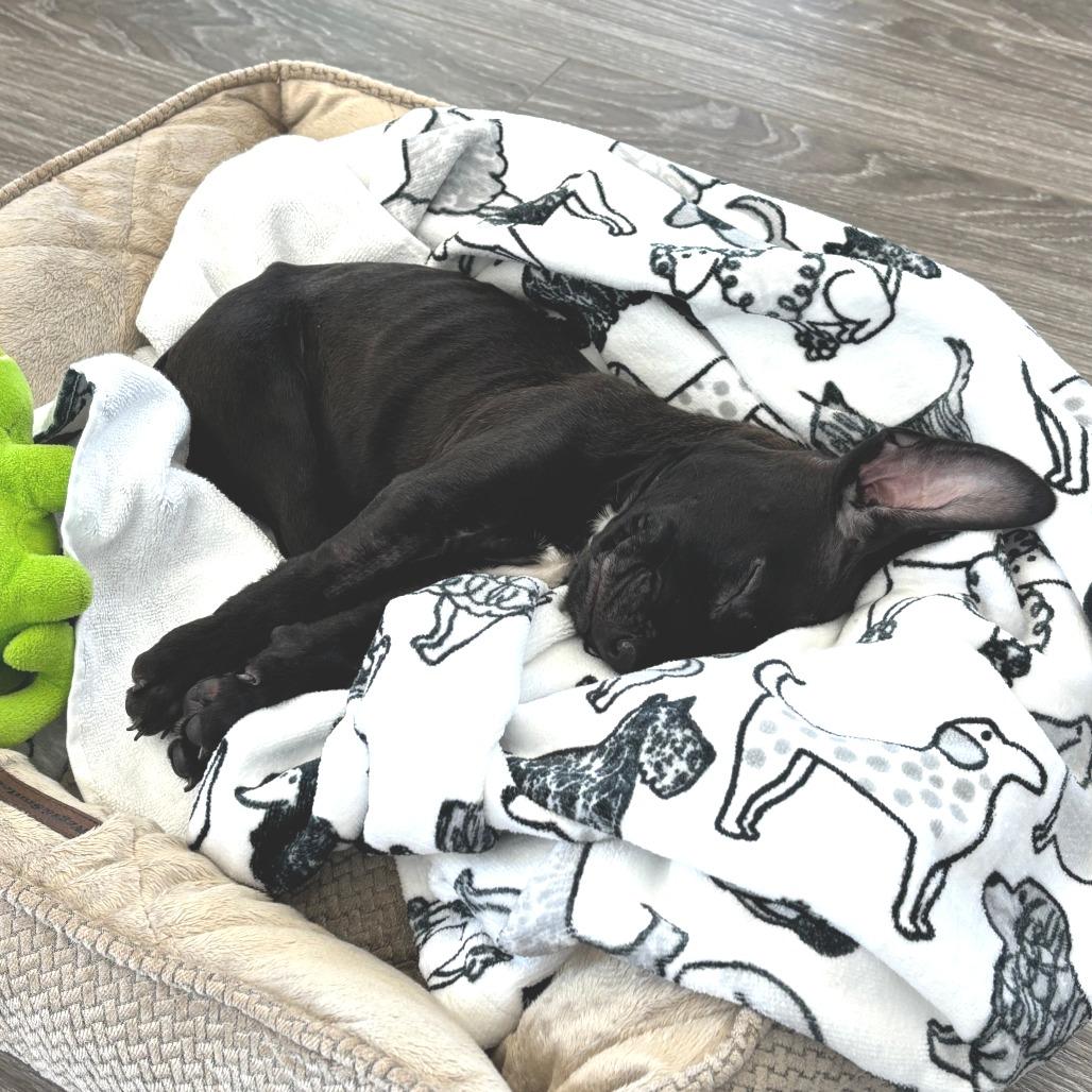 Terry's Orange — thumbnail 5